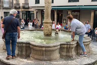 Cane si tuffa nella fontana pubblica per il troppo caldo: il video esilarante