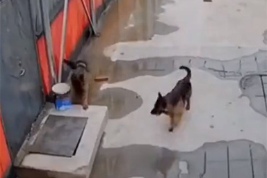 L'amico a quattro zampe cade in una botola, cane avverte un passante e lo fa salvare