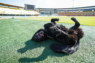 La storia di Tony Camacho, da cane abbandonato a guardia-mascotte di uno stadio