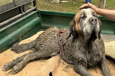 Cane intrappolato nel fango salvato durante addio al celibato
