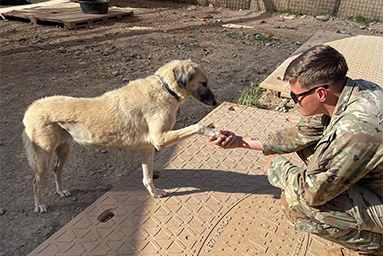 Salvano cagnolina incinta durante una missione, soldati decidono di adottarla con i cuccioli
