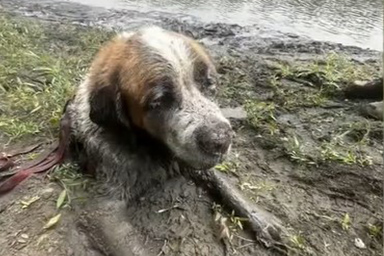 cane intrappolato nel fango