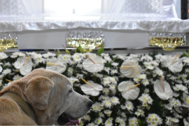 cane veglia vescovo morto