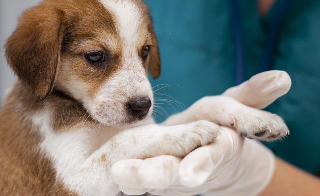 Come capire se il cane ha i vermi? Sintomi e cure suggerite dai veterinari