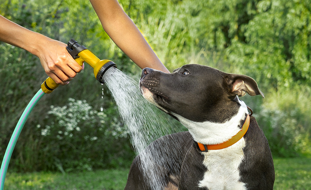 Come rinfrescare il cane d'estate: 10 consigli per tenere il tuo amico a quattro zampe al fresco