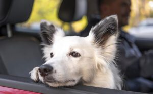 Cosa fare se il cane vomita in macchina: tutto quello che devi sapere
