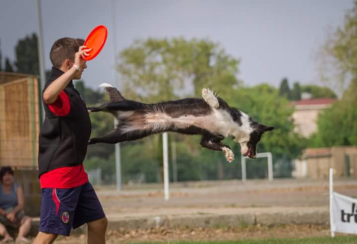 Buskers Disc Dog Team