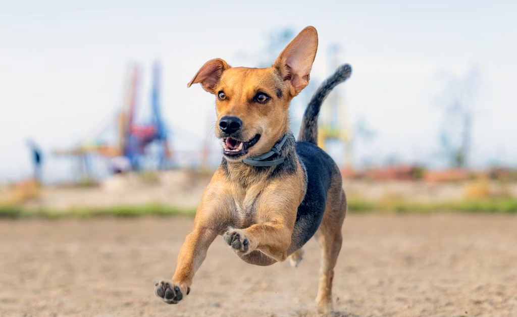 Closeup Di Un Serpente Con La Bocca Aperta E I Denti Affilati Un Grande Serpente Con La Bocca Aperta E La Lingua Fuori Ai Generato 91598065