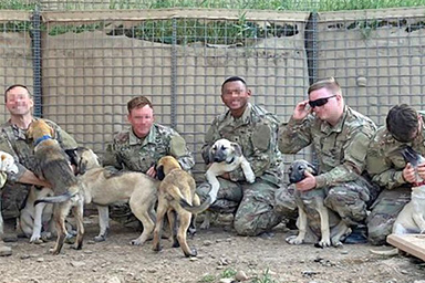 soldati con cani