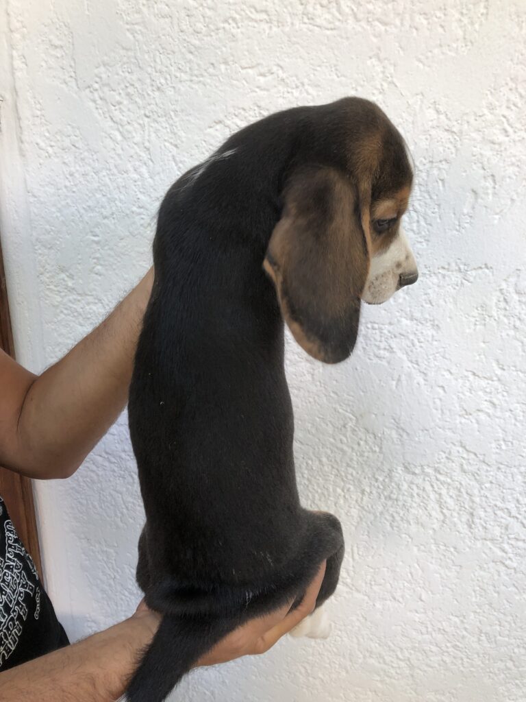 Orecchini Beagle Divertenti In Acrilico – Leggeri E Ipoallergenici, Regalo Perfetto Per Le Amanti Dei Cani