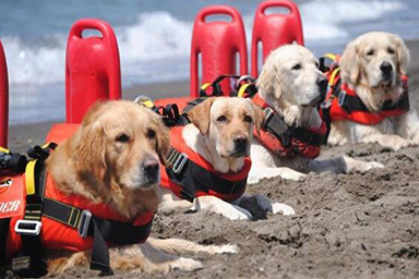 Cinque ragazzi rischiano di annegare in mare: salvati dai cani bagnino