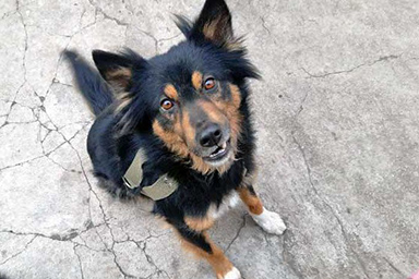 Sopravvive 49 giorni senza acqua e cibo: cagnolina salvata e portata da Mariupol in Italia