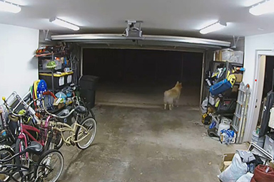 Ladro entra in garage per rubare una bicicletta, ma viene conquistato dal cane di casa: il video