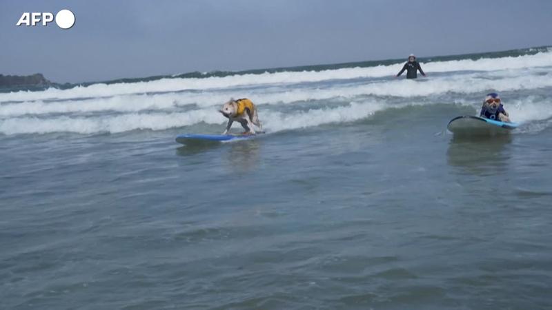 In California cani surfisti sfidano le onde. E i proventi vanno in beneficienza