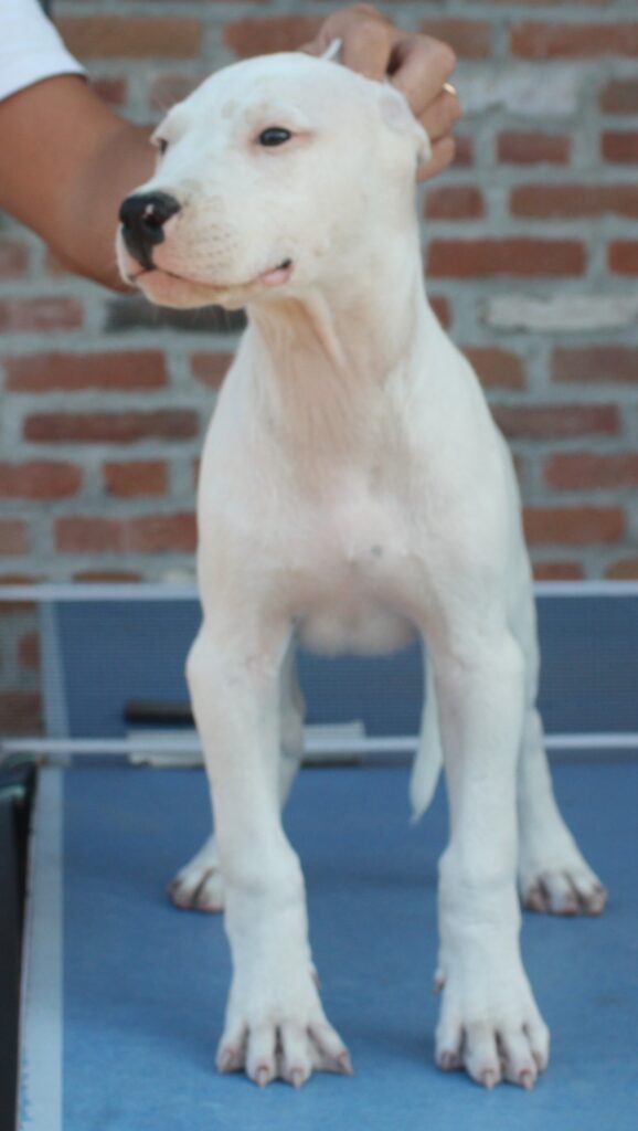 cuccioli dogo argentino