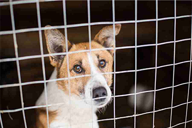 Detenuto chiede di riabbracciare il cane prima della soppressione: giudice autorizza la visita