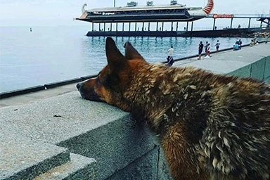 Da 12 anni guardava il mare aspettando il proprietario: morto il cane Mukhtar