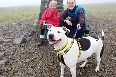 Conquista una vetta dello Yorkshire: ecco Mila, il cane-scalatore