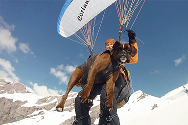 Quasi 500 voli in parapendio con il suo cane: l'impresa di una donna di 68 anni