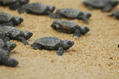 Addestrati per scovare i nidi di tartarughe marine e preservarli: arrivano i Tarta Dogs