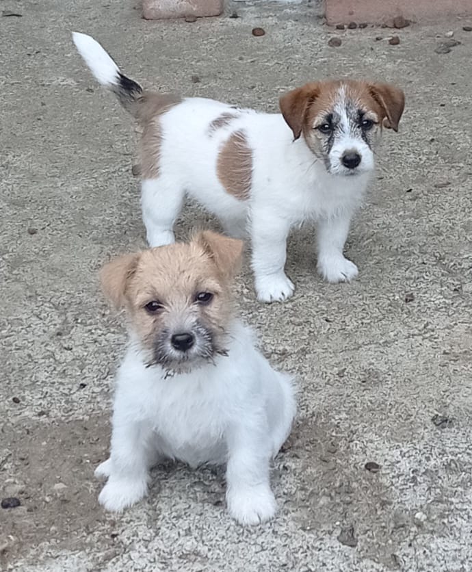 Vendonsi cuccioli Jack Russell Terrier con Pedigree ENCI altissima genealogia