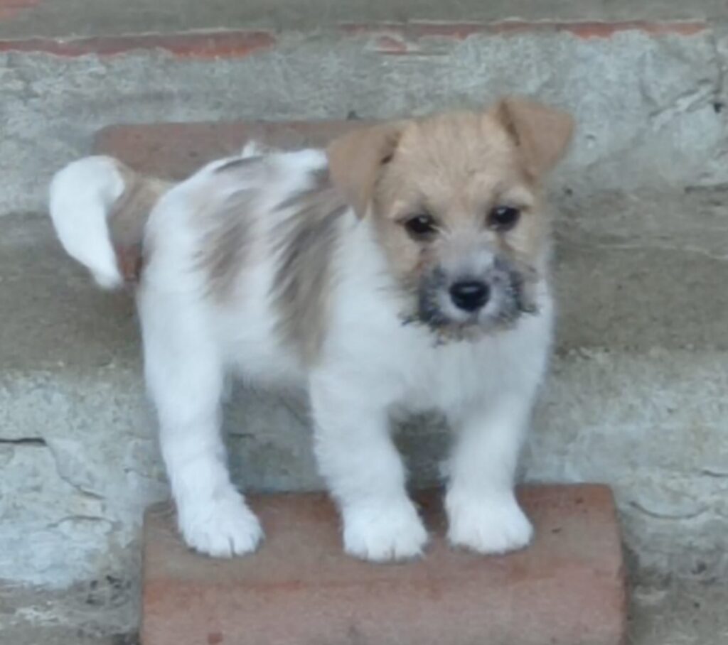Vendonsi cuccioli Jack Russell Terrier con Pedigree ENCI altissima genealogia