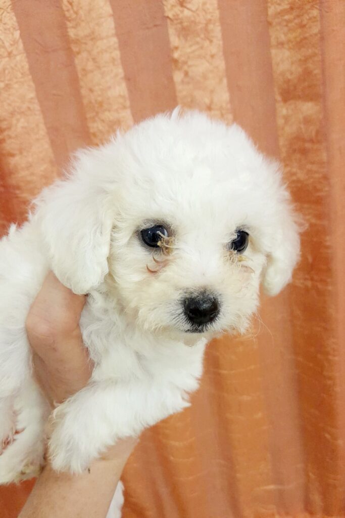Bichon à pòil frisè maschi e femmine