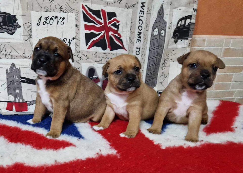 Set 4 Sottobicchieri Staffordshire Bull Terrier - Idea Regalo Cane, Finitura Lucida, Sughero Retro, 9.5x9.5 Cm