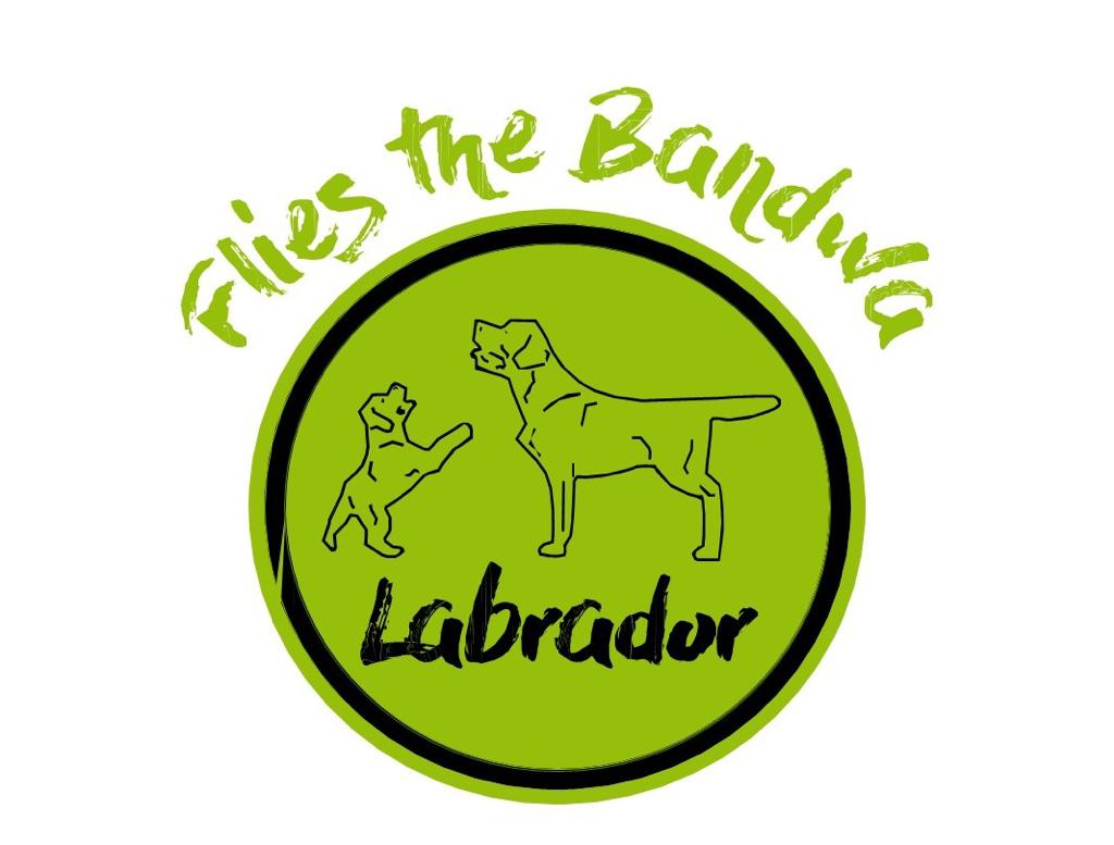 Flies The Bandwa Labradors