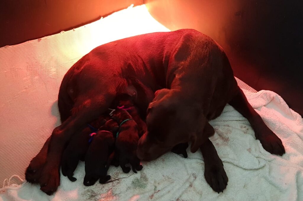 Disponibili cuccioli Labrador Neri Pedigree e Test Genetici