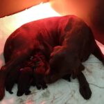 Disponibili cuccioli Labrador Neri Pedigree e Test Genetici