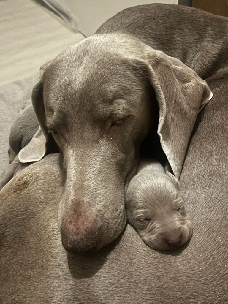 CUCCIOLI WEIMARANER ROMA MONTEVERDE (BRACCHI GRIGI DI WEIMAR)