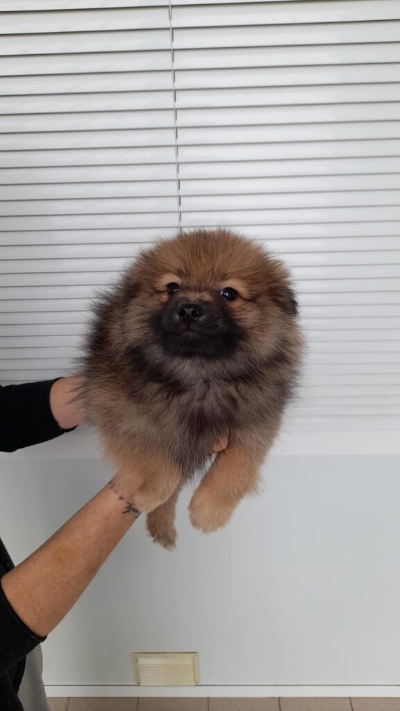 Piccolo Spitz tedesco