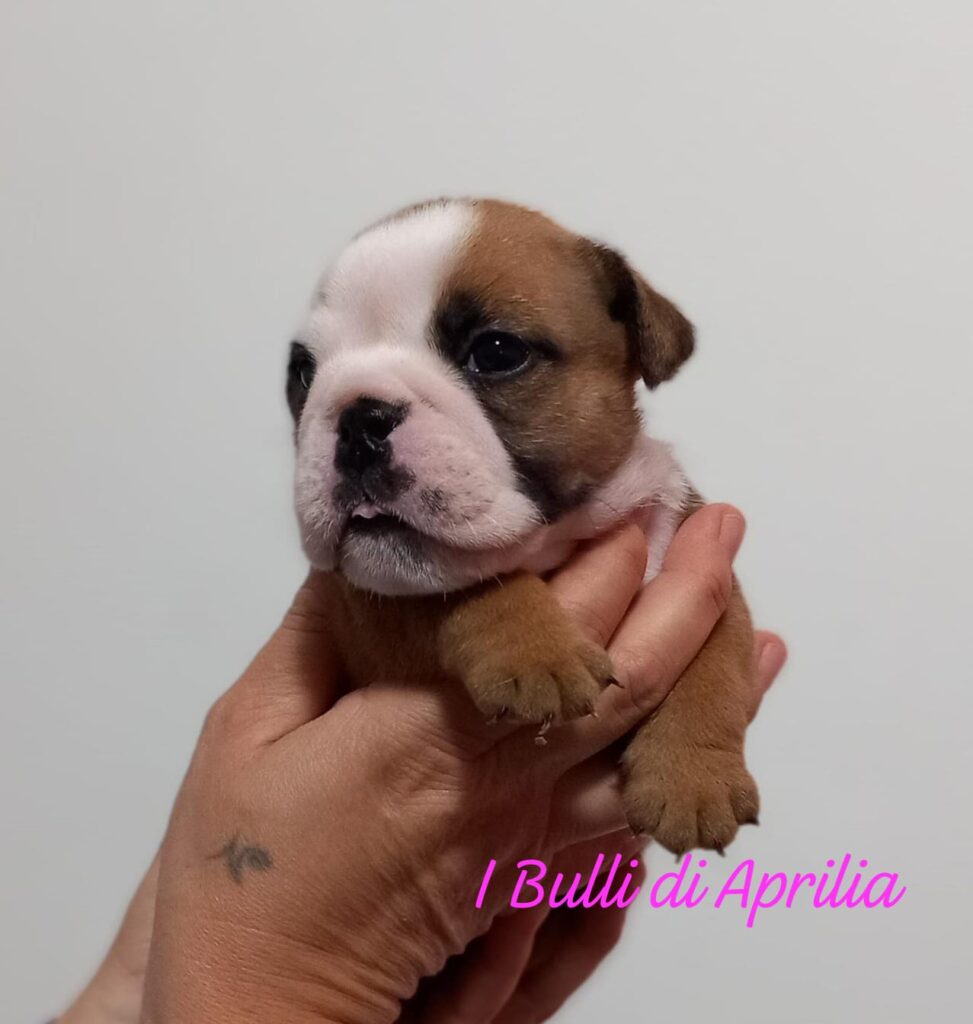 BULLDOG INGLESE
