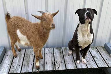 Amici speciali: la storia del cane Felix e della capra Cinnamon