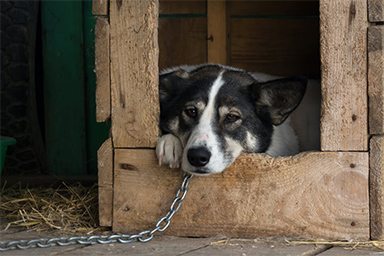 Cani legati alla catena: la Toscana dice no per tutto l'anno