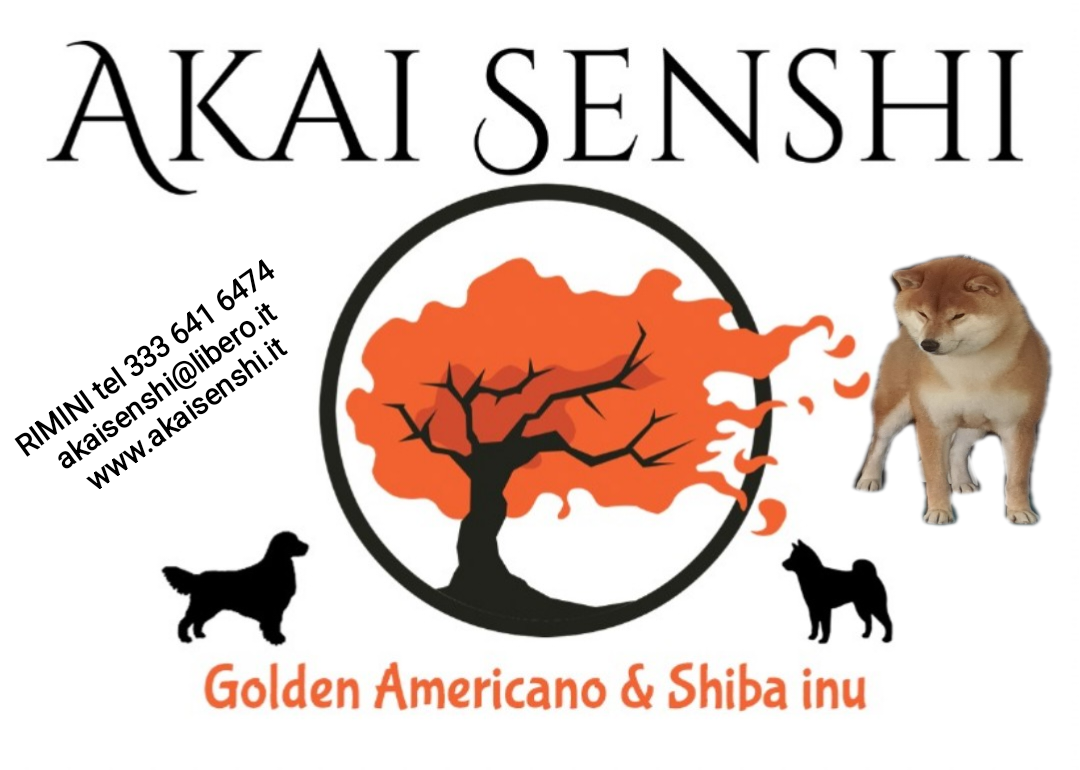 Golden Retriever Americano & Shiba-inu By Akai Senshi