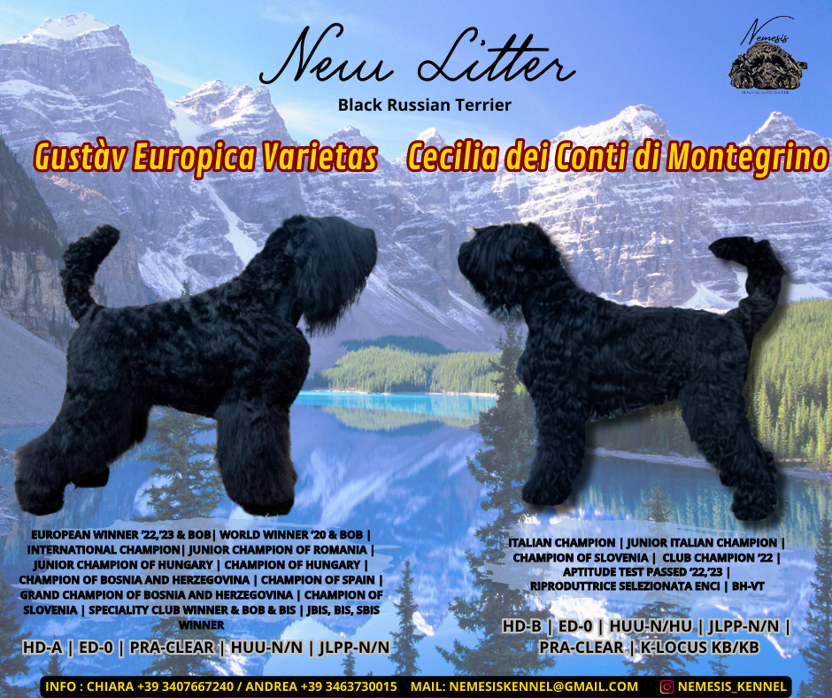 Cuccioli Terrier Nero Russo(Tchiorny Terrier)