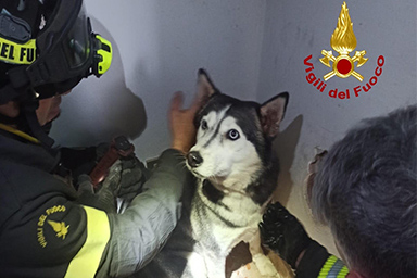 Incastrato in un condotto di ventilazione, Husky viene liberato dai Vigili del fuoco