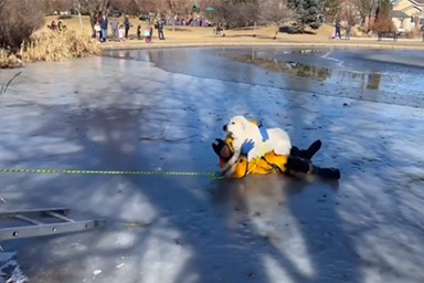 Salva cane sprofondato in un laghetto ghiacciato: l'eroico salvataggio di un Vigile del fuoco