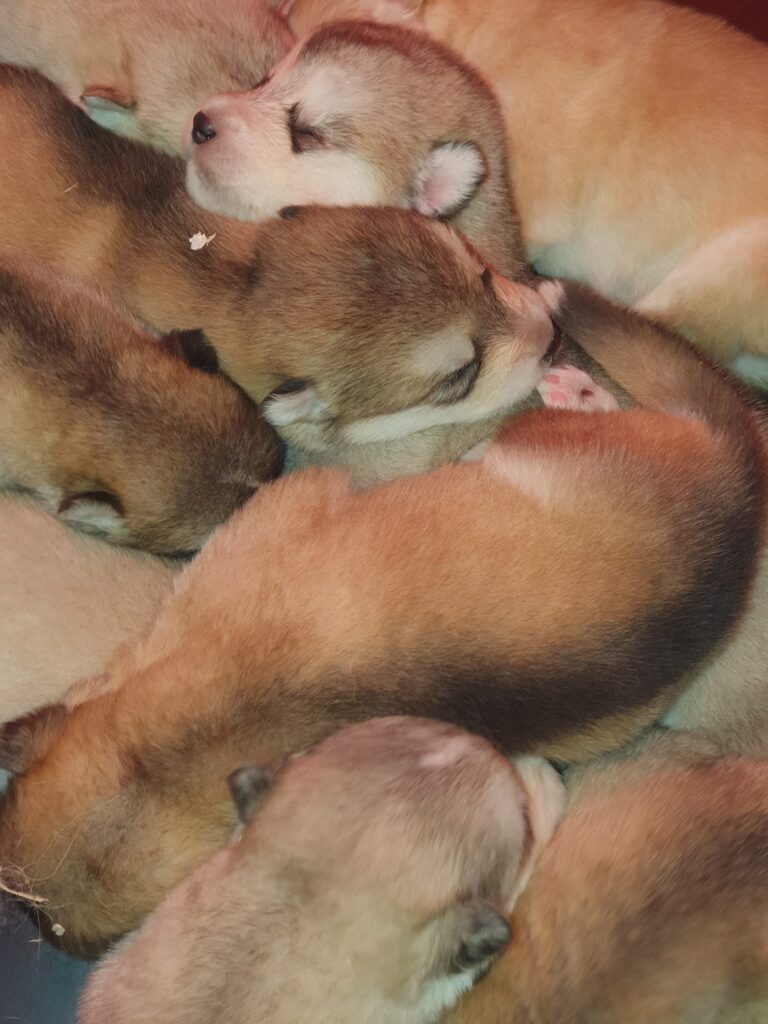 Alaskan Malamute cuccioli