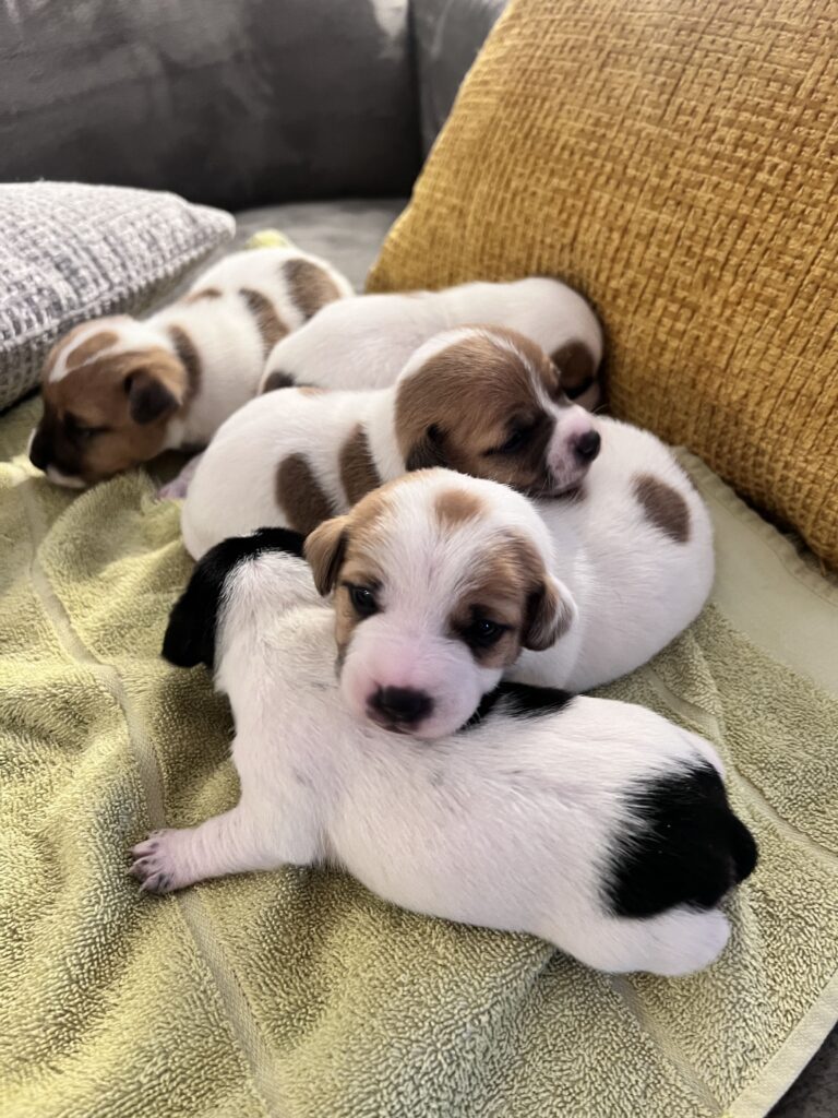 Cuccioli Jack Russell Terrier pelo liscio