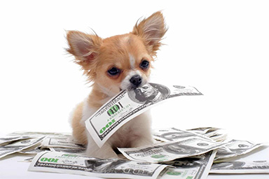 cane con soldi