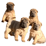Cuccioli Shar Pei selezionati per morfologia,salute e carattere