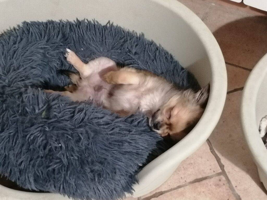 Chihuahua cucciolo