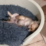 Chihuahua cucciolo