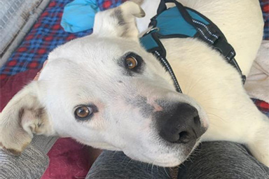 Per 9 mesi cane vaga nel deserto dell'Arizona: il commovente salvataggio del cane Ghost