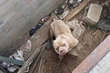Rischiava di morire di stenti in un cantiere dismesso: ecco la nuova vita del cane Leroy