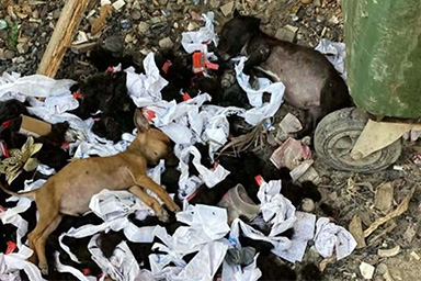 La storia dei cani Enrique e Beto, salvati dalla spazzatura e ora in cerca di adozione