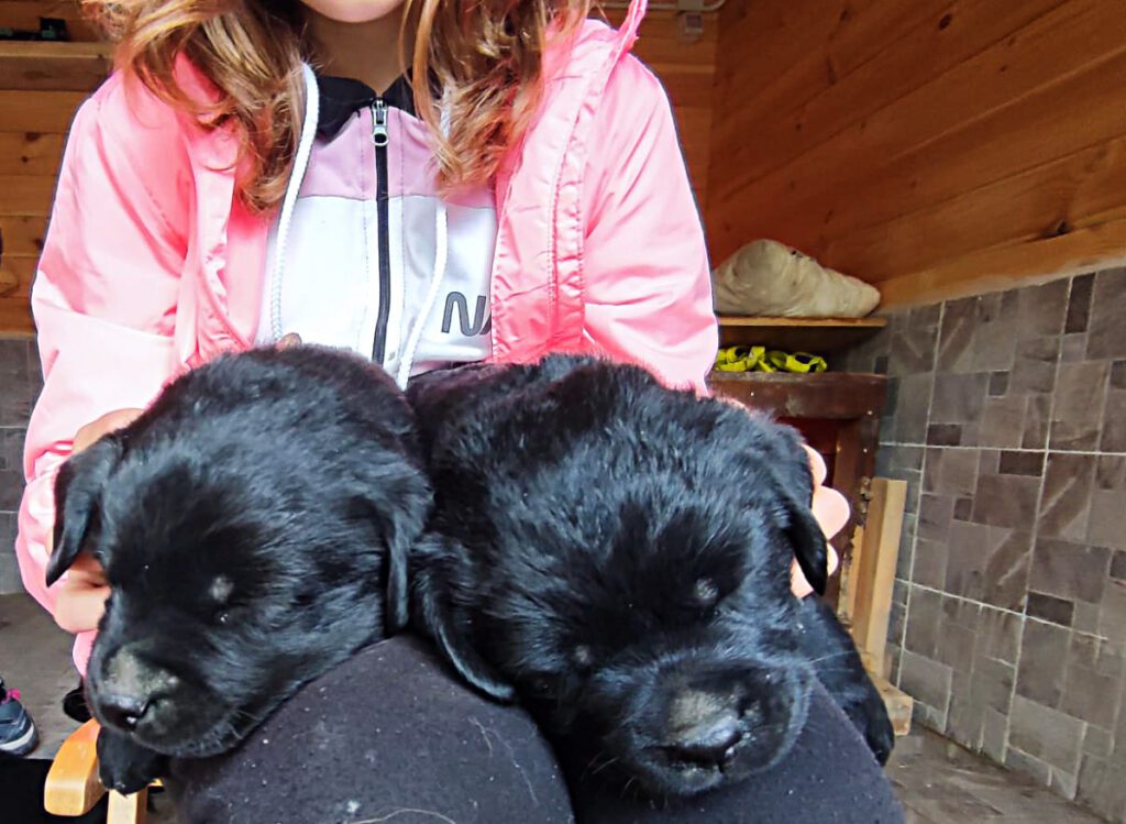 Cuccioli Neri di Labrador Retriever con Pedigree